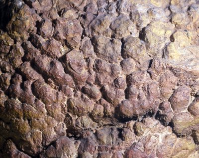 Prehistorie: Collenia rots van stromatoliet of stromatoliet uit Noord-Afrika. Siluurperiode. door Prehistoric Prehistoric