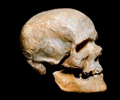 Prehistorie: fossiele schedel van Cro-Magnon mens (Homo sapiens). Datering uit het Solutréen, boven-paleolithicum door Prehistoric Prehistoric