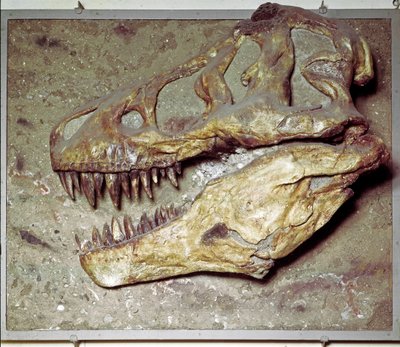 Prehistorie: dinosaurus schedel Tyrannosaurus rex (T Rex of tyrannosaurus). Krijtperiode. Museo civico di storia naturale, Milaan door Prehistoric Prehistoric