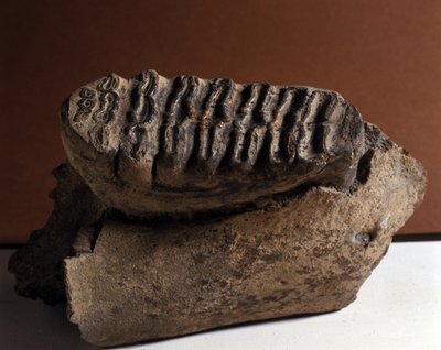 Prehistorie: Elephas tand, enorme olifant. Tijdperk van het Cenozoïcum, Pliocene periode. gevonden in Manndorf, Oostenrijk door Prehistoric Prehistoric