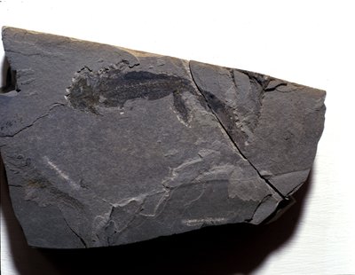 Prehistorie: Perm-periode, paleozoïcum. Branchiosaurus (Brachiopode) fossiel. Gevonden in Rotliegen in Duitsland door Prehistoric Prehistoric