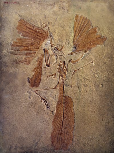 Prehistorie: archeopteryx fossiel door Prehistoric Prehistoric