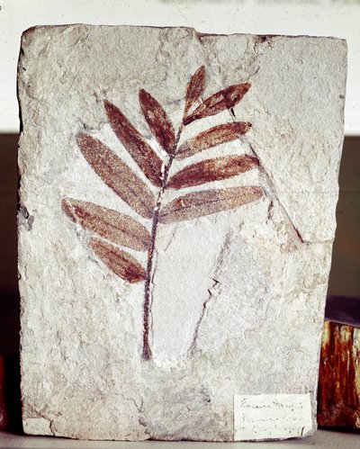 Prehistorie: takfossiel in kalksteen van de vindplaats Monte Bolca (Italië). Eoceen periode. Museo civico di storia naturale, Milaan door Prehistoric Prehistoric