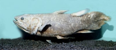 Prehistorie: kopie van coelacanthe empaille (Latimeria chalumnae) door Prehistoric Prehistoric