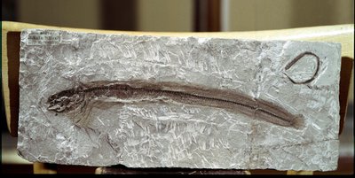 Prehistorie: visfossiel Eomirus Formosissimus door Prehistoric Prehistoric