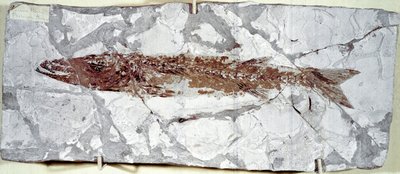 Prehistorie: visfossiel Sphyraena Bolcensis van de vindplaats Monte Bolca (Italië). Eoceen periode. door Prehistoric Prehistoric