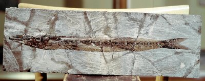 Prehistorie: visfossiel Sphyraena Bolcensis door Prehistoric Prehistoric