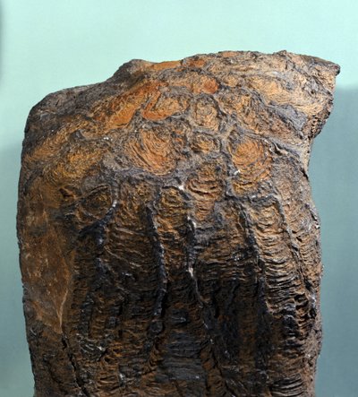 Prehistorie: fossiel van Stromatoliet, mariene rots, archeozoïcum. gevonden in Mauritanië door Prehistoric Prehistoric