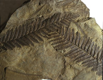 Prehistorie: fossiel van neuropteris van de varenfamilie. Tijdperk van het Paleozoïcum, periode van het Carboon. gevonden in Villach, Oostenrijk door Prehistoric Prehistoric