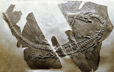 Prehistorie: fossiel van het waterreptiel Askeptosaurus italicus uit Besano (Italië). Midden-Trias periode. door Prehistoric Prehistoric