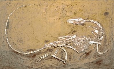 Prehistorie: fossiel van de dinosaurus Coelophysis. Periode van het Boven-Trias. Museo civico di storia naturale, Milaan door Prehistoric Prehistoric