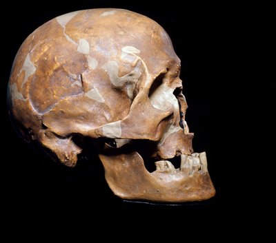 Prehistorie: fossiele schedel van Homo sapiens (Cro-Magnon) uit Chancelade (Dordogne). Magdalenien cultuur, Boven-Paleolithicum. 15.000 v.Chr. Museo Civico di Storia Naturale, Milaan door Prehistoric Prehistoric