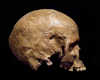 Prehistorie: fossiele schedel van Homo sapiens uit Grimaldi. Cultuur van het Aurignacien, Boven-Paleolithicum. Museo Civico di Storia Naturale, Milaan door Prehistoric Prehistoric