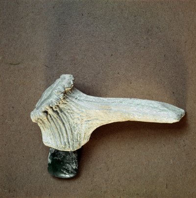 Prehistorie: groene stenen bijl met hertshoorn handvat uit de grot van Pollera (Finale Ligure), Ligurië. Midden-Neolithicum, Steentijd. Genua, Museo di Archeologia Ligure door Prehistoric Prehistoric