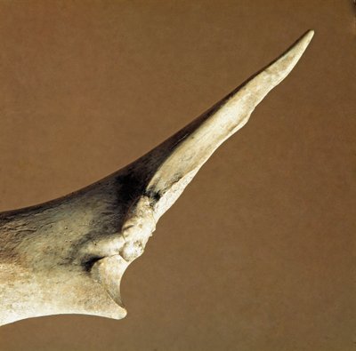 Prehistorie: mes gemaakt van runderspaakbeen uit de Necropolis van Arene Candide, Ligurië. Onder-Neolithicum, Peter