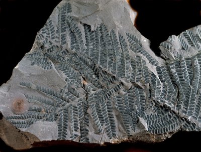 Prehistorie: periode van het hoger carboon. Fossiel van Acitheca Poymorphe van de varenfamilie. Vondst in Gottelborn in Duitsland door Prehistoric Prehistoric