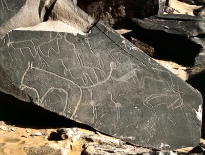 Prehistorie, rotstekeningen: grafrots met leeuwen, antilopen, struisvogels en vee. Steentijd 5000-2000 v.Chr. Taghit, Hoog plateau van de Hoggar, Algerije door Prehistoric Prehistoric