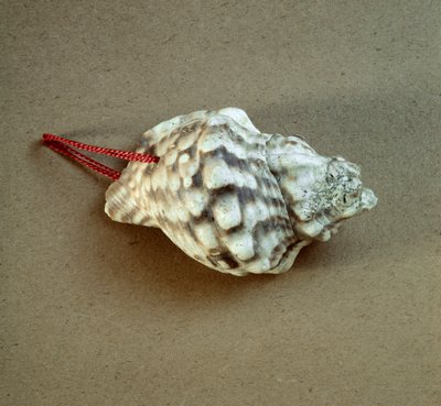 Prehistorie: schelp van Triton nodifer doorboord, gebruikt als fluit uit de Necropolis van Arene Candide (Finale Liguria), Ligurië. Midden-Neolithicum, Steentijd. Genua, Museo di Archeologia Ligure door Prehistoric Prehistoric