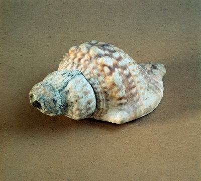 Prehistorie: schelp van Triton nodifer doorboord, gebruikt als fluit uit de Necropolis van Arene Candide (Finale Ligurië), Ligurië. Midden-Neolithicum, Steentijd door Prehistoric Prehistoric
