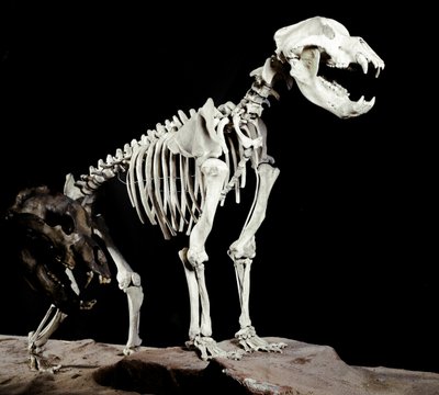 Prehistorie: skelet van de grottenbeer (Ursus spelaeus) uit de Grotten del Bandito in Roaschia, Italië. Periode van het Pleistoceen. Museo civico di storia naturale, Milaan door Prehistoric Prehistoric