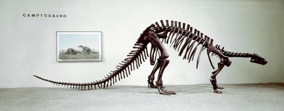 Prehistorie: skelet van de camptosaurus dinosaurus (Camptosaurus Browni). Boven-Jura periode. door Prehistoric Prehistoric