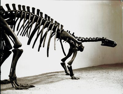 Prehistorie: skelet van de camptosaurus dinosaurus (Camptosaurus Browni). Periode van het Boven-Jura. Museo civico di storia naturale, Milaan door Prehistoric Prehistoric