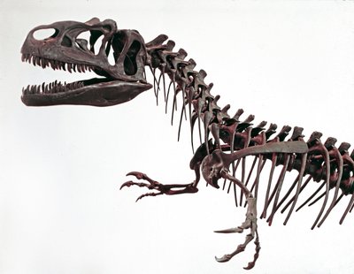 Prehistorie: skelet van de dinosaurus Allosaurus fragilis. Periode van het Boven-Jura. Museo civico di storia naturale, Milaan door Prehistoric Prehistoric
