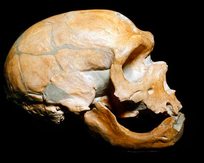 Prehistorie: schedel van de Mens van de Kapel aan de Heiligen, Neanderthaler, Paleolithicum door Prehistoric Prehistoric