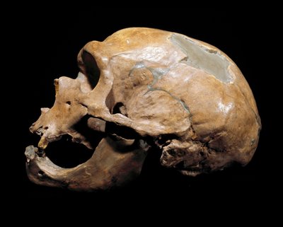 Prehistorie: schedel van de Mens van de Kapel aan de Heiligen, Neanderthaler door Prehistoric Prehistoric
