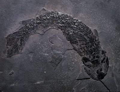 Prehistorie: soort fossiele Gyroptichus, paleozoïcum, devoon. gevonden in Schotland door Prehistoric Prehistoric