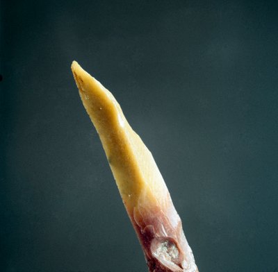 Prehistorie: vuursteenpunt uit de Necropolis van Arene Candide (Finale Liguria), Ligurië. Boven-Paleolithicum, Steentijd. Genua, Museo di Archeologia Ligure door Prehistoric Prehistoric