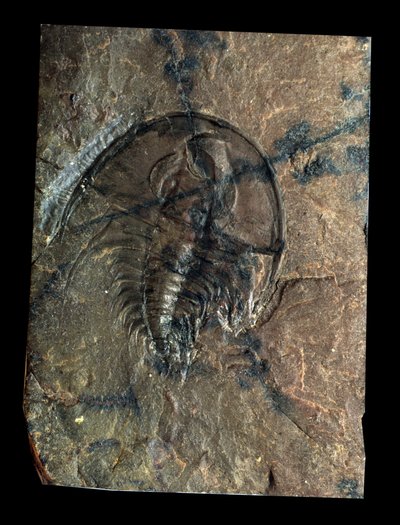 Prehistorie: trilobiet Olenellus fossiel (geleedpotige). Tijdperk van het Paleozoïcum, periode van het Cambrium. Vondst in Utah, Verenigde Staten door Prehistoric Prehistoric