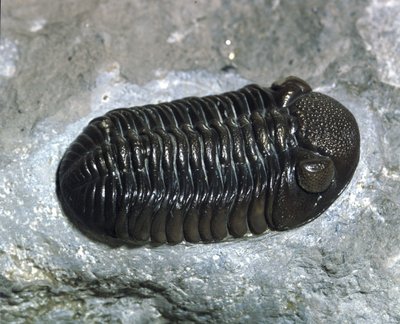 Prehistorie: trilobiet Phacops Rana fossiel (geleedpotige). Tijdperk van het Paleozoïcum, periode van het Devoon. Gevonden in Ohio, Verenigde Staten door Prehistoric Prehistoric