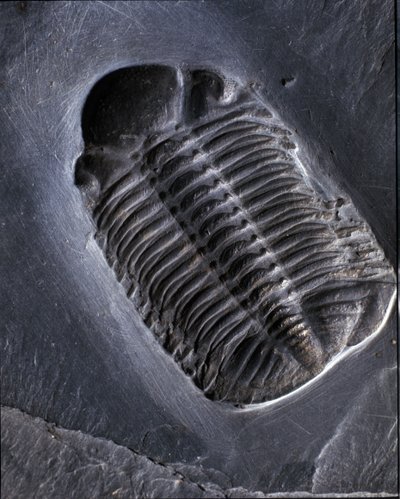 Prehistorie: trilobiet Phacops Rana fossiel (geleedpotige). Tijdperk van het Paleozoïcum, periode van het Devoon. Gevonden in het Bundenbach-gebied in Duitsland. door Prehistoric Prehistoric