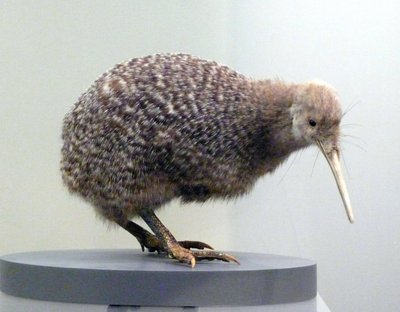 Voorbeeld van een opgezette kiwi (apterygides), niet in staat om te vliegen. Auckland Museum, Nieuw-Zeeland door Prehistoric Prehistoric