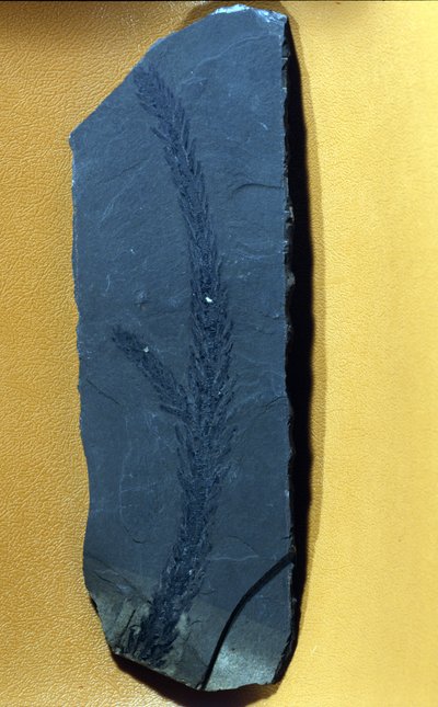 Prehistorie: Glyptolepsis keuperiana, fossiele conifeer uit het bovenste trias, mesozoïcum door Prehistoric Prehistoric