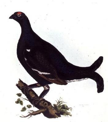 Korhoen, uit 
