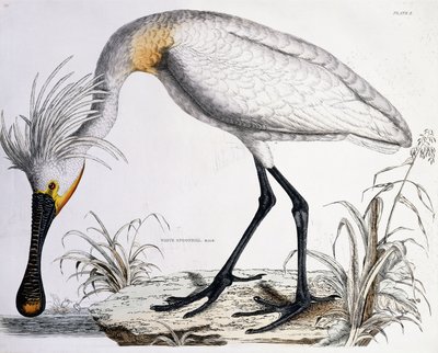 Witte lepelaar, 1834 door Prideaux John Selby