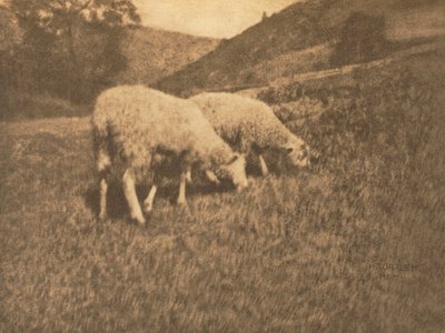 Camera Work: Schapen, 1906 door Professor Hans Watzek