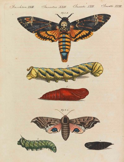 Kinderprentenboek Kinderencyclopedie door Friedrich Johann Justin Bertuch door Pupils of the Weimar Princely Free