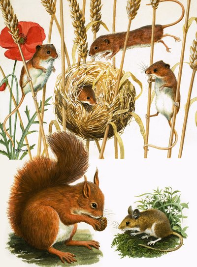 Veldmuizen en nest, eekhoorn en langstaartmuis door R.B. Davis