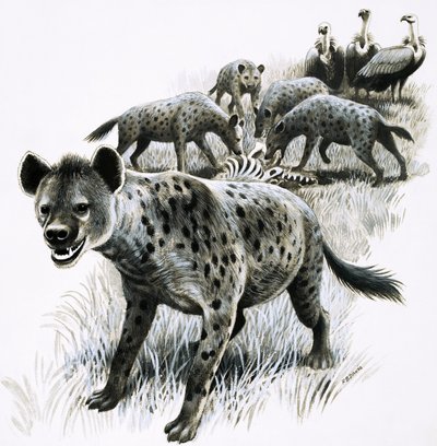 Hyena