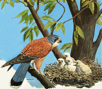Torenvalk en kuiken door R.B. Davis