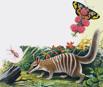 Numbat door R.B. Davis