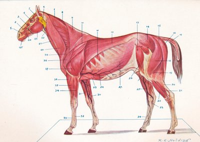 Oppervlakkige spieren, pezen, enz. van een paard, c1907 c1910 door RE Holding