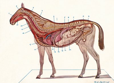 Verticale doorsnede van het lichaam van een paard, c1907 c1910 door RE Holding