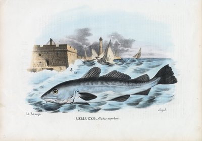Atlantische Kabeljauw, 1863-79 door Raimundo Petraroja