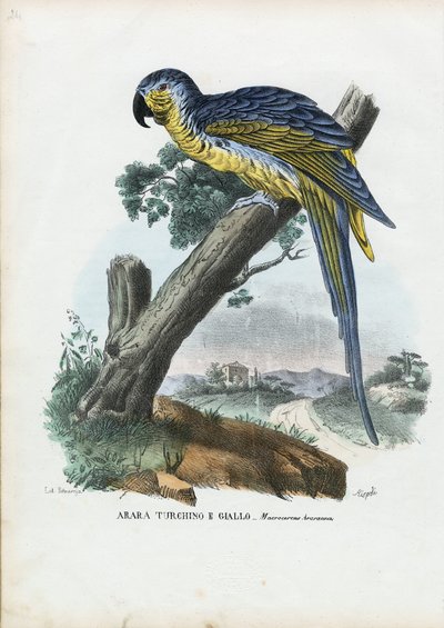 Blauw-en-Gele Ara, 1863-79 door Raimundo Petraroja