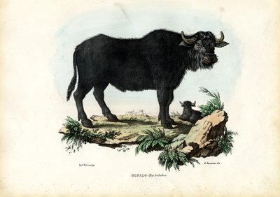 Buffel, 1863-79 door Raimundo Petraroja