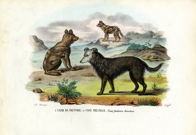 Honden door Raimundo Petraroja